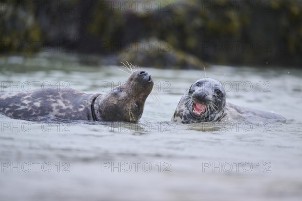 Grey seal (Halichoerus grypus) playing with each other in the water, sea, Düne, Helgoland, Schleswig-Holstein, Germany, Europe