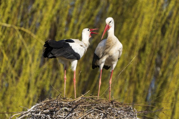 Two storks standing in the nest, one seems to be 'talking' to the other, willow in the background, white stork (Ciconia ciconia), wildlife, Germany, Europe