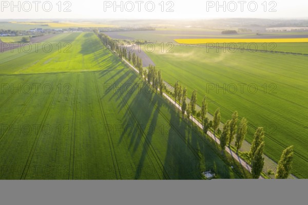 Aerial view of an avenue with evening sun, Kesseldorf, Wilsdruff, Saxony, Germany, Europe