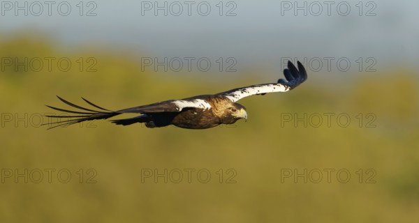 Spanish imperial eagle (Aquila adalberti) in flight, Extremadura, Spain, Europe