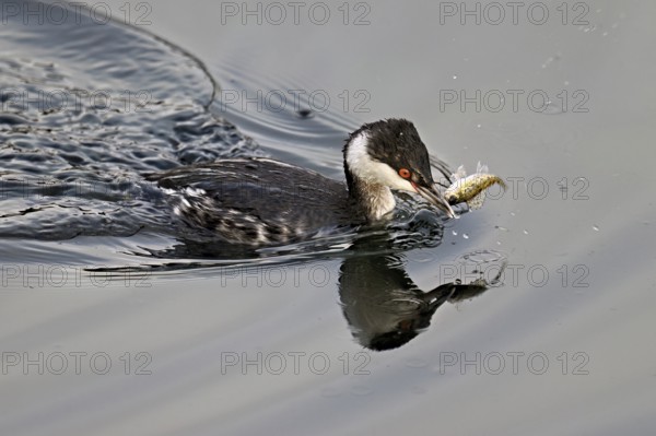 Slavonian grebe (Podiceps auritus), adult, in a white plumage, winter plumage, swimming with a fish in its beak, Lake Zug, Switzerland, Europe