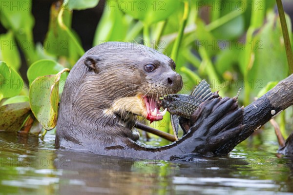 Giant otter (Pteronura brasiliensis) Pantanal Brazil