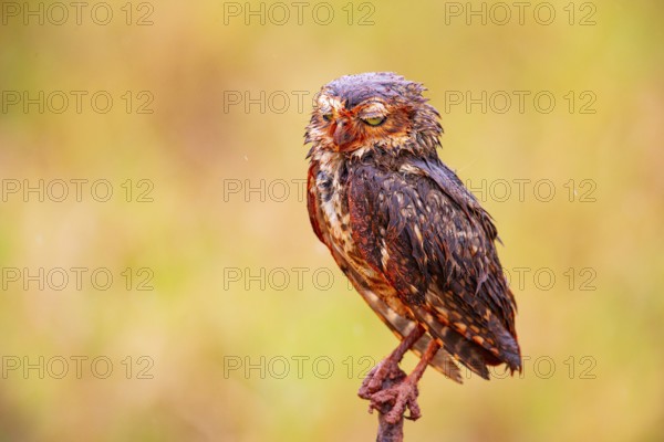 Burrowing owl (Speotyto cunicularia) Pantanal Brazil