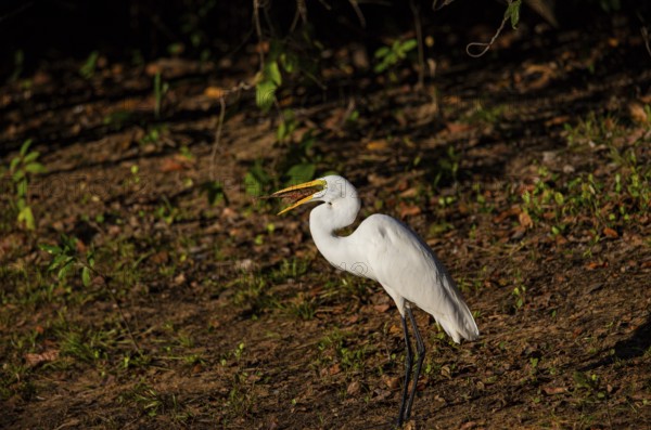 Great egret (Ardea alba) Pantanal Brazil