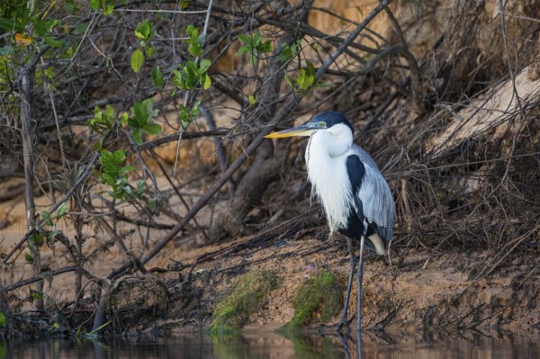 Cocoi Heron (Ardea cocoi) Pantanal Brazil