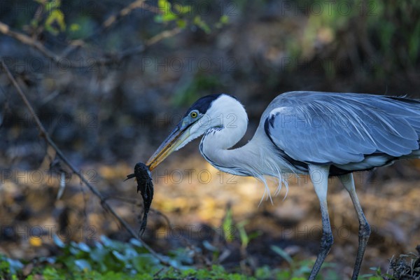 Cocoi Heron (Ardea cocoi) Pantanal Brazil
