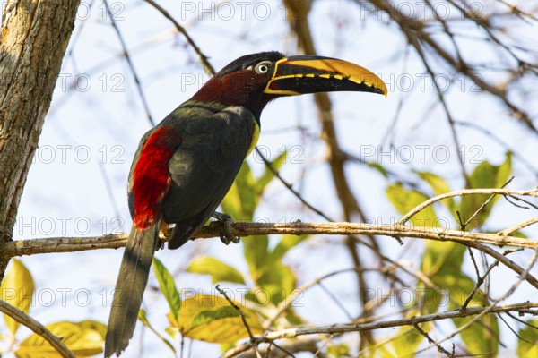 Chestnut-eared aracari (Pteroglossus castanotis) Pantanal Brazil#