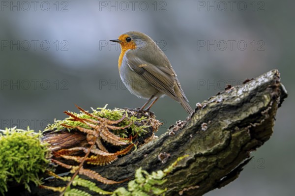 European robin (Erithacus rubecula) perched on tree stump looking for insects and other invertebrates in forest in winter