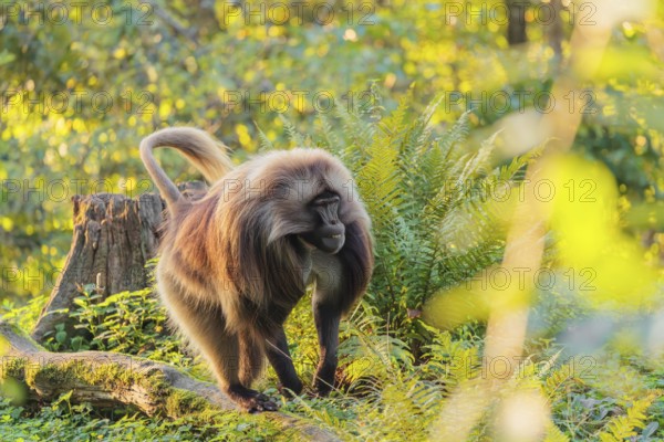 An adult male gelada (Theropithecus gelada), or bloodheart monkey, runs in beautiful light across a green meadow. A green forest can be seen in the background