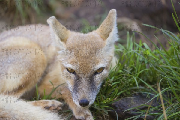 One young corsac fox (Vulpes corsac) resting in green grass