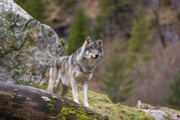 A male Eurasian gray wolf (Canis lupus lupus) stands behind a fallen tree in front of a rock and observes the surroundings. In the background you can see a forest in the fall foliage