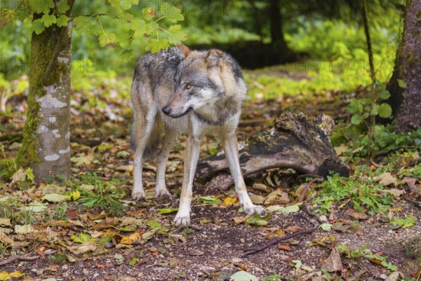 A eurasian gray wolf (Canis lupus lupus) stands at a forest edge