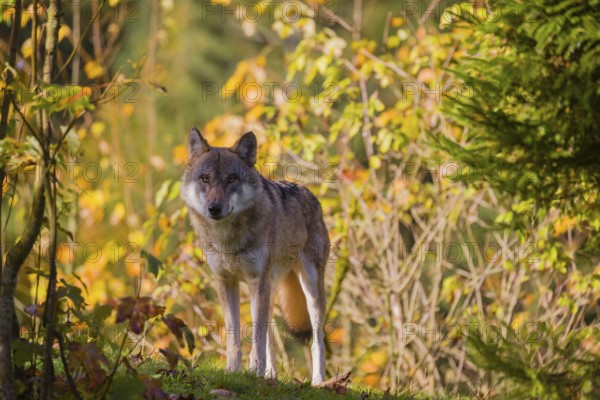 A eurasian gray wolf (Canis lupus lupus) stands on a meadow on a hill with a colourful foliage in the background