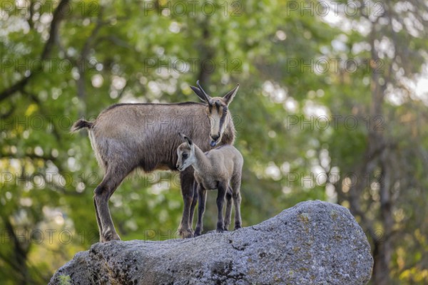 One adult female chamois (Rupicapra rupicapra) and her baby standing on a rock. A green forest in the background