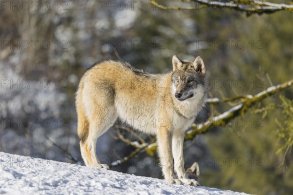 A young grey wolf (Canis lupus lupus) stands on a sloping, snow-covered meadow at the edge of a forest on a cold, sunny day