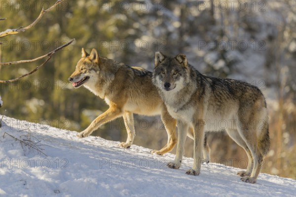 Three grey wolves (Canis lupus lupus) stand on a snow-covered hill behind a fallen tree on a cold, sunny day. A forest can be seen in the background