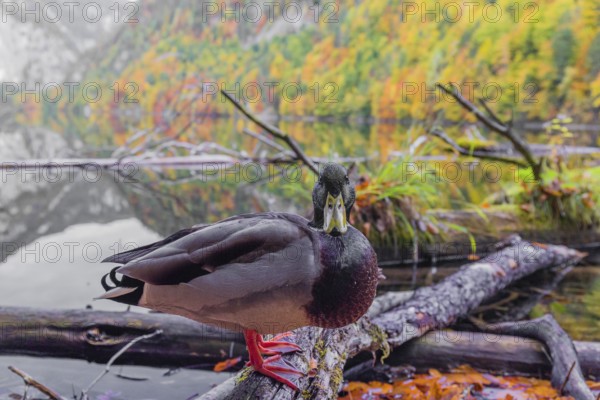A male mallard, Anas platyrhynchos, stands on driftwood on the shore of Lake Toplitz, Austria, Europe