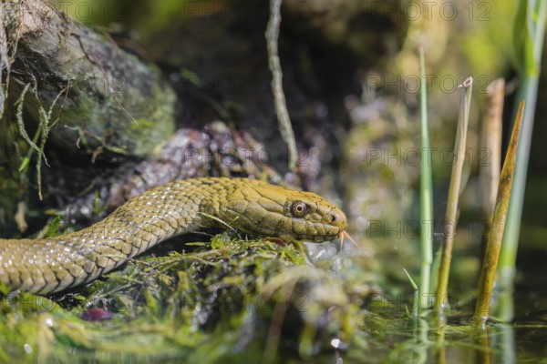 A dice snake (Natrix tessellata tessellata) in its habitat