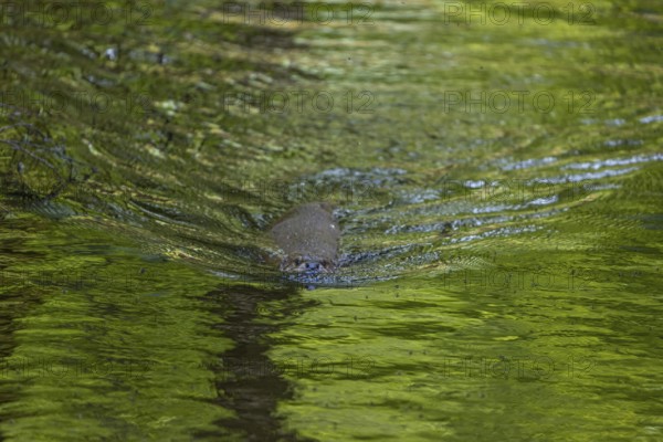 One Eurasian otter (Lutra lutra), swimming in water with green reflections from fresh leaves