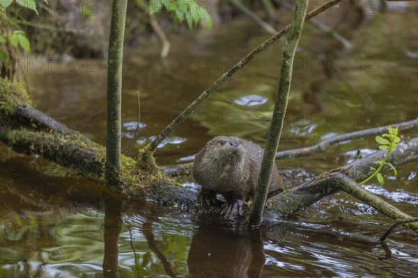 One Eurasian otter (Lutra lutra), swimming and climbing over a branch lying partially in water