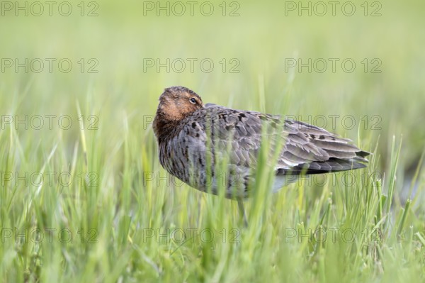 Black-tailed godwit (Limosa limosa), resting, sleeping, Ochsenmoor, Dümmer, Lemförde, Lower Saxony, Germany, Europe