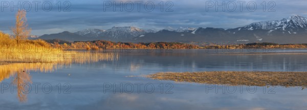 Untouched shore of Lake Chiemsee in autumn, reeds in the evening light, a gravel bank in front, the Chiemgau Alps behind, Chiemgau, Bavaria, Germany, Europe