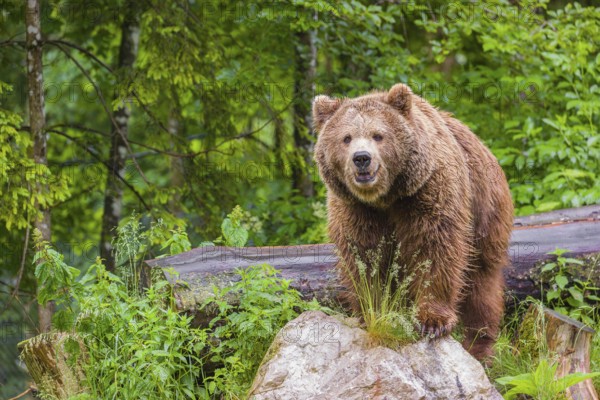 A female eurasian brown bear (Ursus arctos arctos) stands on a rock lying at a forest edge in early springtime on a rainy day