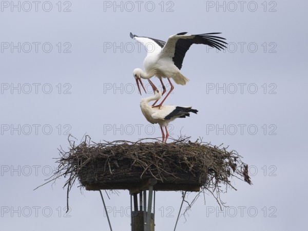 Weißstorch (Ciconia ciconia), brütendes adultes Paar am Nistplatz, kurz vor der Kopulation, Hessen, Deutschland