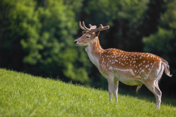 A male fallow deer (Dama dama) stands on a meadow. A forest is in the background
