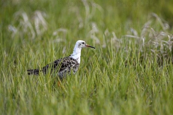 Ruff (Philomachus pugnax), male, in mating plumage, Ochsenmoor, Dümmer, Lemförde, Lower Saxony, Germany, Europe