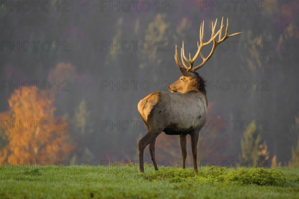An Altai maral stag, Altai wapiti or Altai elk (Cervus canadensis sibiricus) stands on a meadow in the very first light of the day. Trees in autumn colors stand in the background