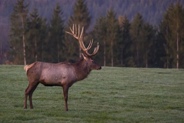 An Altai maral stag, Altai wapiti or Altai elk (Cervus canadensis sibiricus) stands on a meadow in the very first light of the day