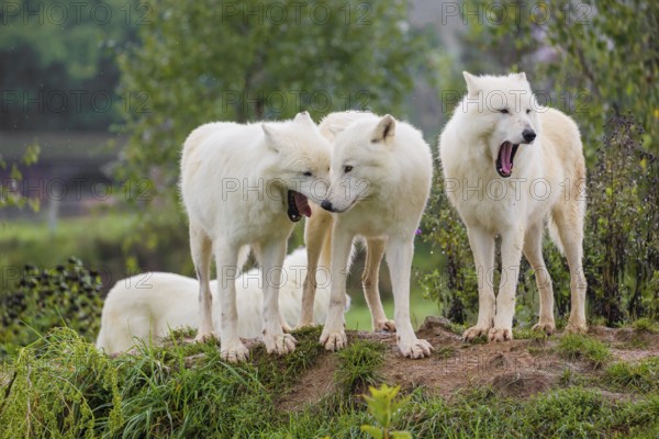 A pack of Arctic wolves (Canis lupus arctos) stands on a small hill