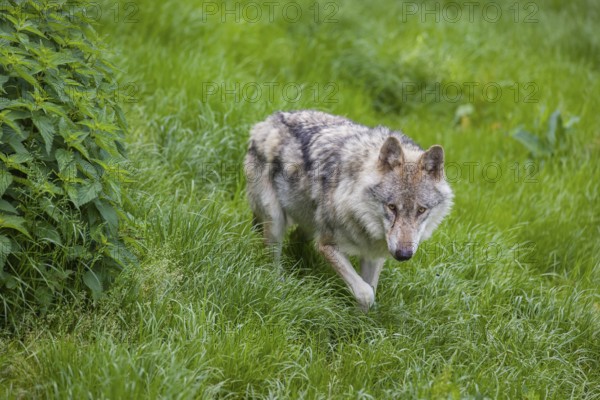 One eurasian gray wolf (Canis lupus lupus) stands on a green meadow in an open forest