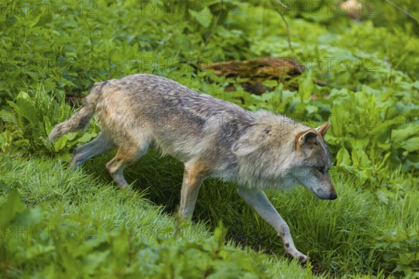 One eurasian gray wolf (Canis lupus lupus) walks over a green meadow in an open forest