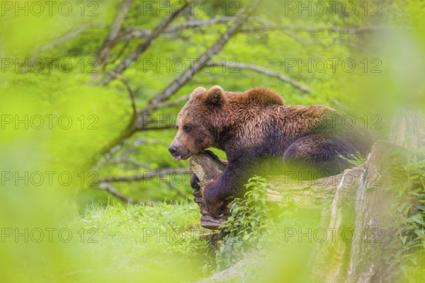 A young male (Ursus arctos arctos) rests on a hilltop on a rotting tree, framed by fresh green leaves