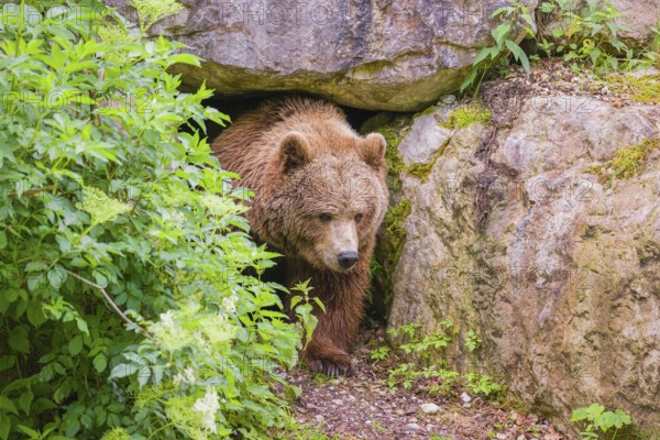 A female Eurasian brown bear (Ursus arctos arctos) leaves her den under an elderberry bush