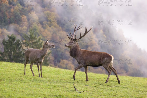 A red deer stag (Cervus elaphus) and a hind are standing in a meadow in hilly terrain. A forest with autumn leaves can be seen in the background. Wisps of mist drift over the forest