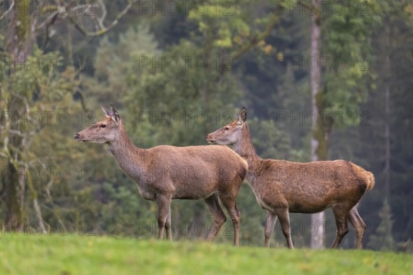 Two female red deer (Cervus elaphus) stand on a meadow on hilly ground at a forest edge