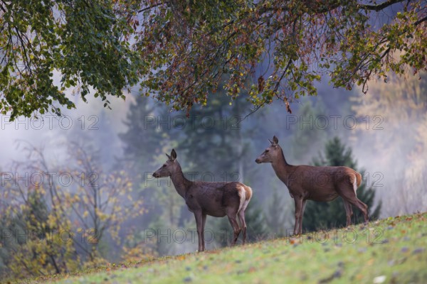 Two red deer hinds (Cervus elaphus) stand in a meadow, A forest with autumn leaves can be seen in the background. Wisps of mist drift over the forest