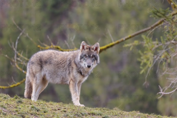 A young grey wolf (Canis lupus lupus) stands at the edge of the forest on a cloudy day and observes the surroundings