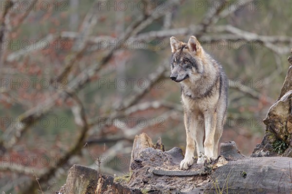 A young grey wolf (Canis lupus lupus) stands on a rotting tree trunk in front of a rock on a cloudy day and observes the surroundings