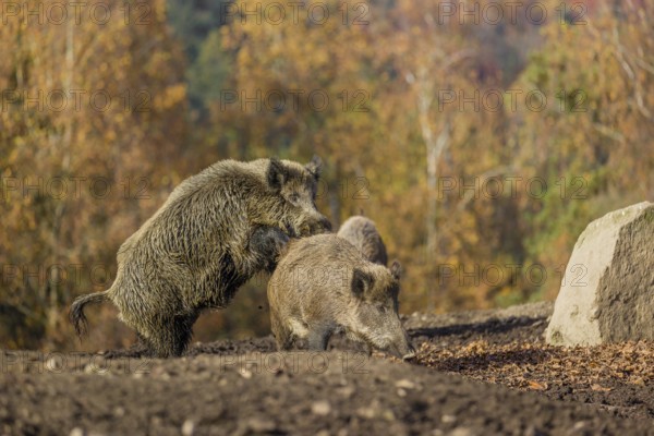 A male wild boar (Sus scrofa) runs after a female to mate