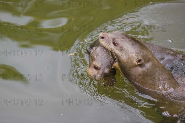 An adult giant otter or giant river otter (Pteronura brasiliensis) swims in a small river carrying a 2-month-old young around in its mouth