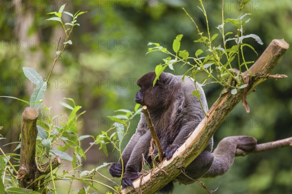 A common woolly monkey, brown woolly monkey, or Humboldt's woolly monkey (3) (Lagothrix lagothricha) sits in a tree