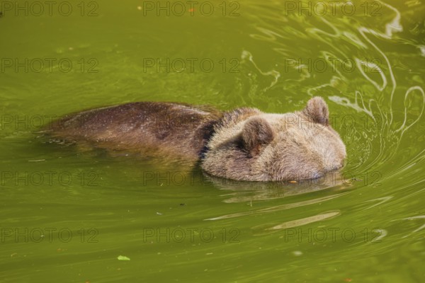 An adult female Eurasian brown bear (Ursus arctos arctos) playing in a small pond