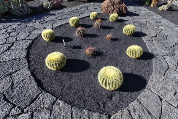 Spherical cactus in a bed, black lava stone, cactus garden, succulent garden Jardín de Cactus, designed by César Manrique, Guatiza, Teguise, Lanzarote, Spain, Europe