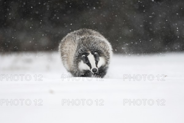 Badger in the snow, Wittlich, Rhineland-Palatinate, Germany, Europe