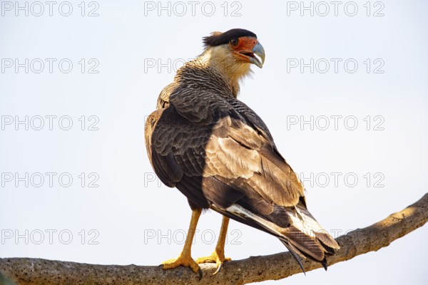 Crested caracara (Polyborus plancus) Pantanal Brazil