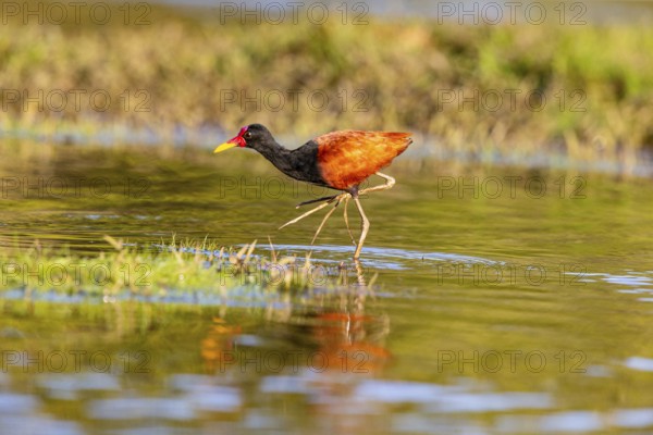 Red-fronted leaflet (Jacana jacana) Pantanal Brazil
